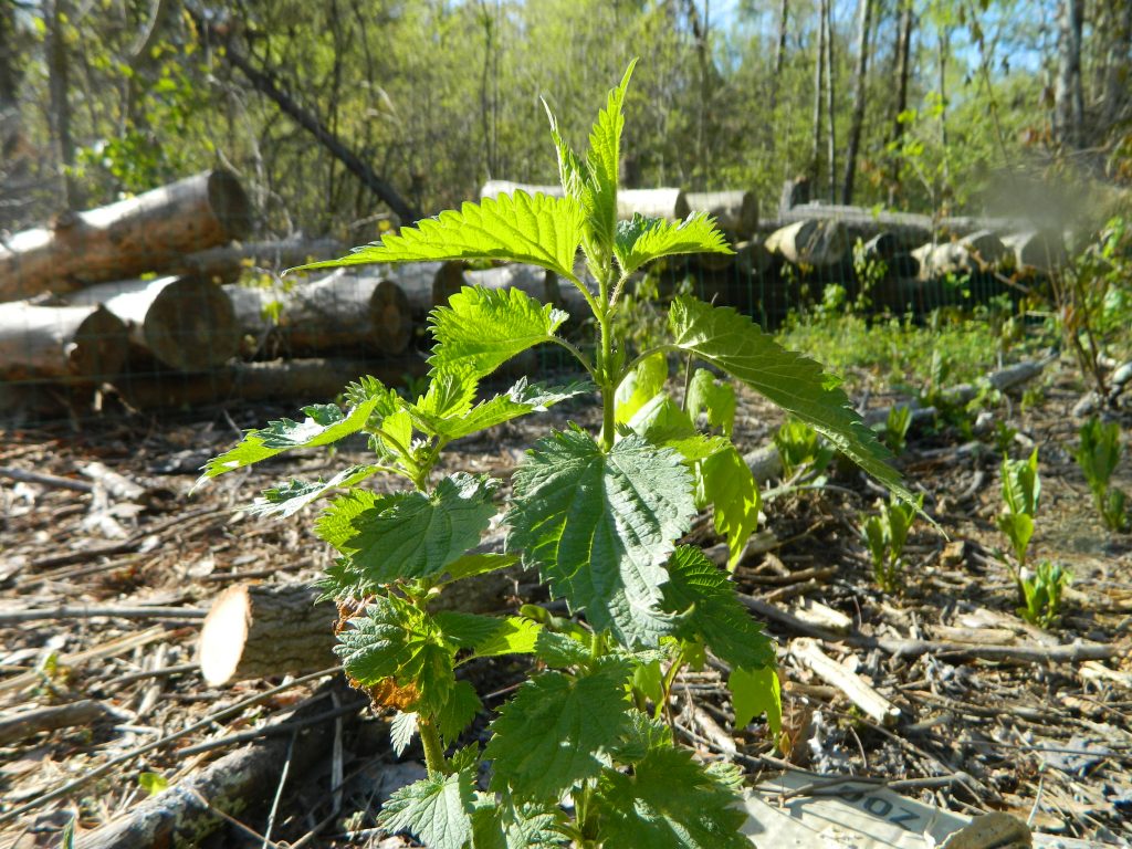 stinging nettle, a strong local medicinal