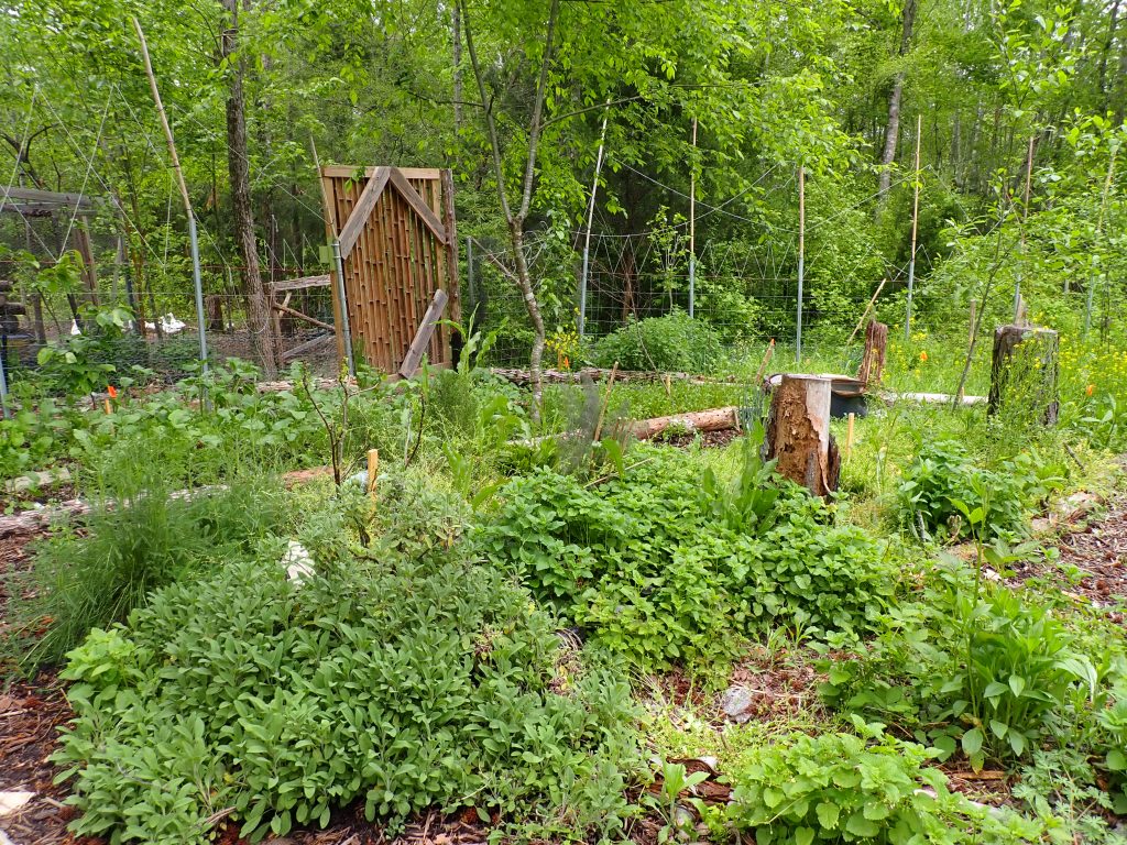 A permaculture forest garden
