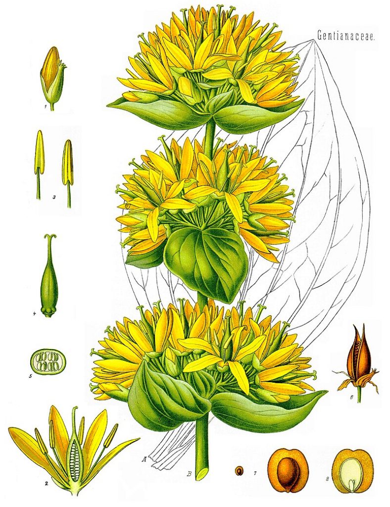 gentian monograph