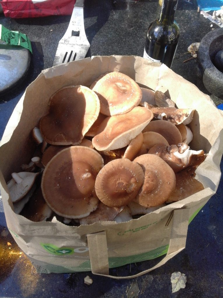 shiitake mushrooms grown on a log in a bag