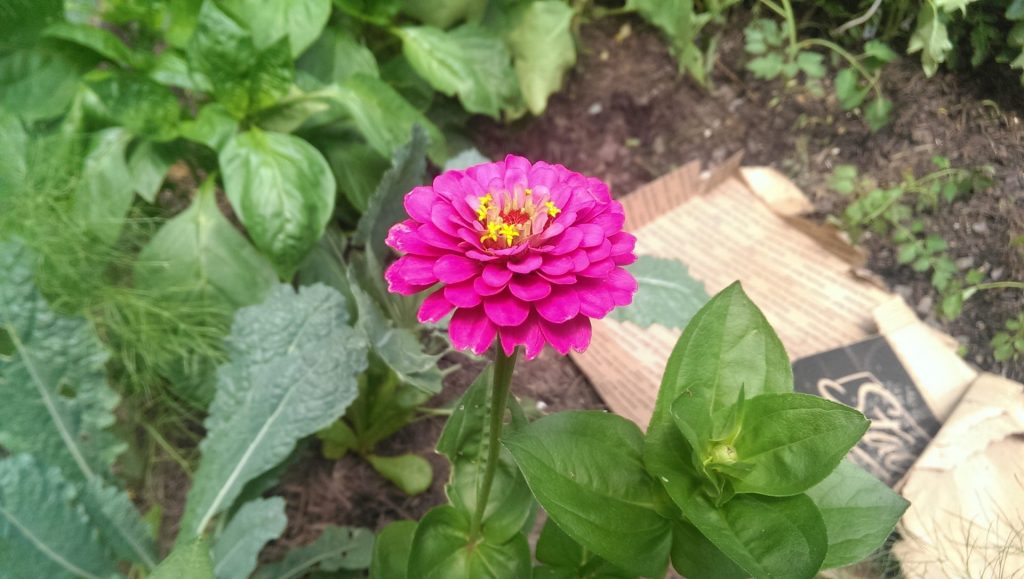 a zinna blooms inside an edible polyculture